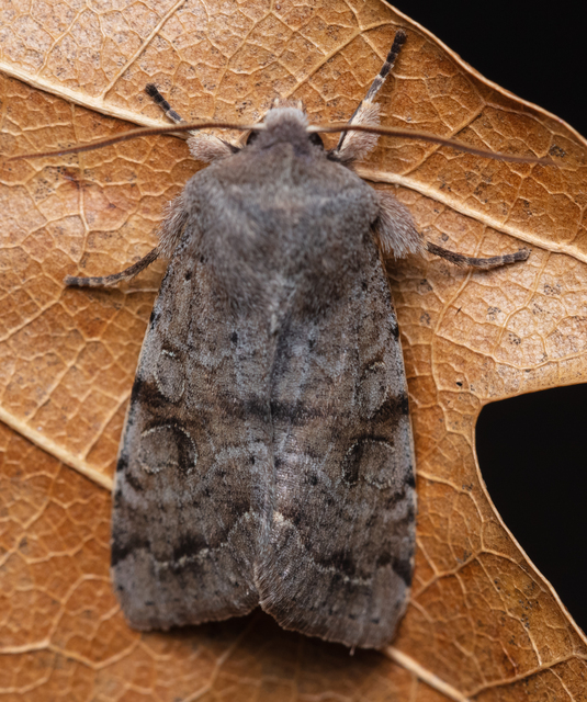 Orthosia incerta - változékony barkabagoly