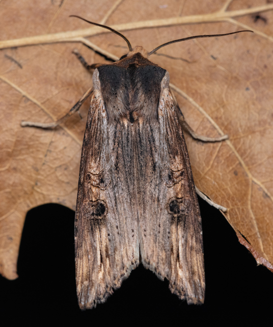 Xylena exsoleta - szürke fabagoly