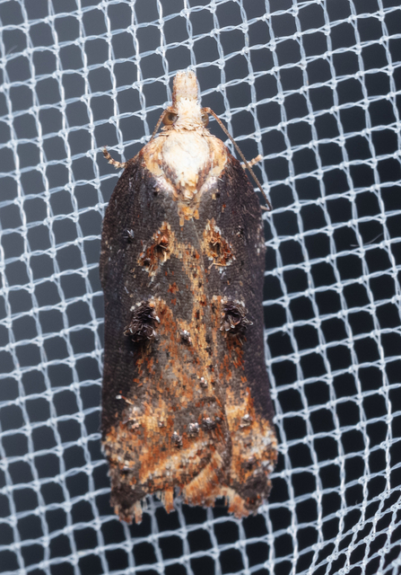 Acleris cristana - pamacsos levélmoly