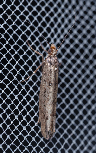 Ypsolopha ustella - csíkos tarkamoly