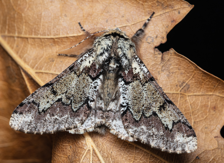 Biston strataria - barnapettyes araszoló