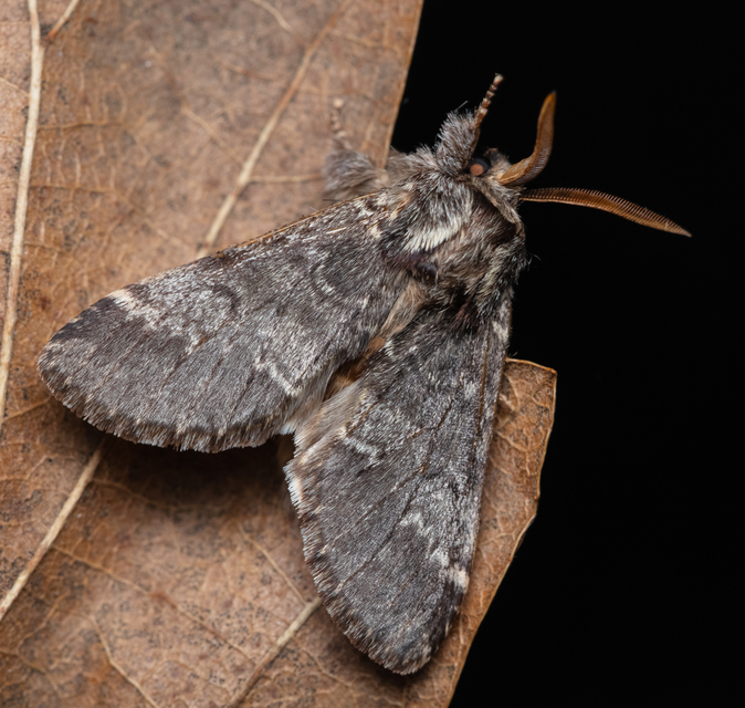 Drymonia ruficornis - cserfa-púposszövő