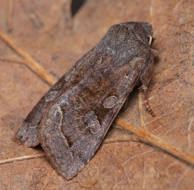 Orthosia incerta - változékony barkabagoly