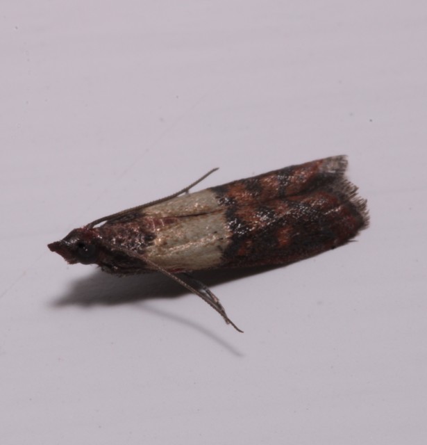 Plodia interpunctella - aszalványmoly