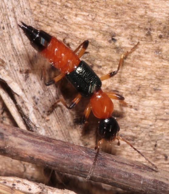 Paederus