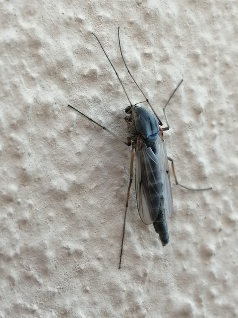 Chironomini