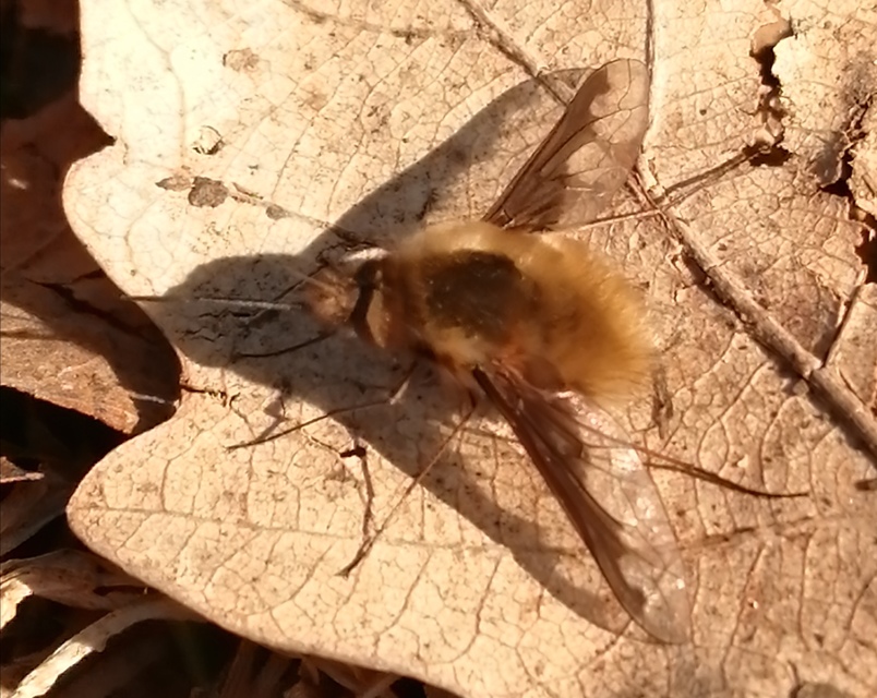 Bombylius major - szegélyes pöszörlégy