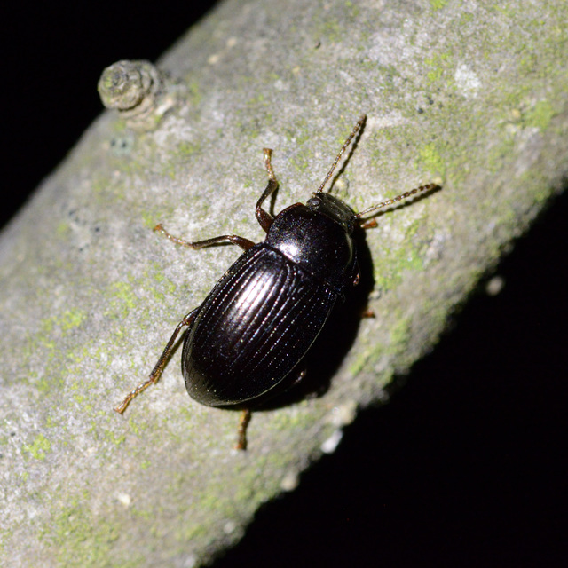 Nalassus dermestoides - rövidszárnyú gyászbogár