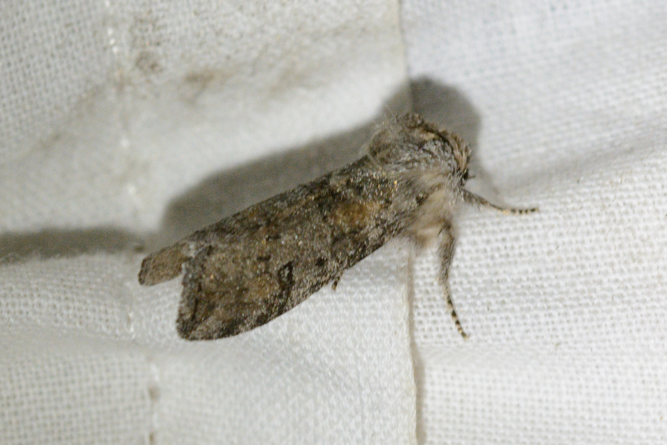 Asphalia ruficollis - vörösnyakú pihésszövő