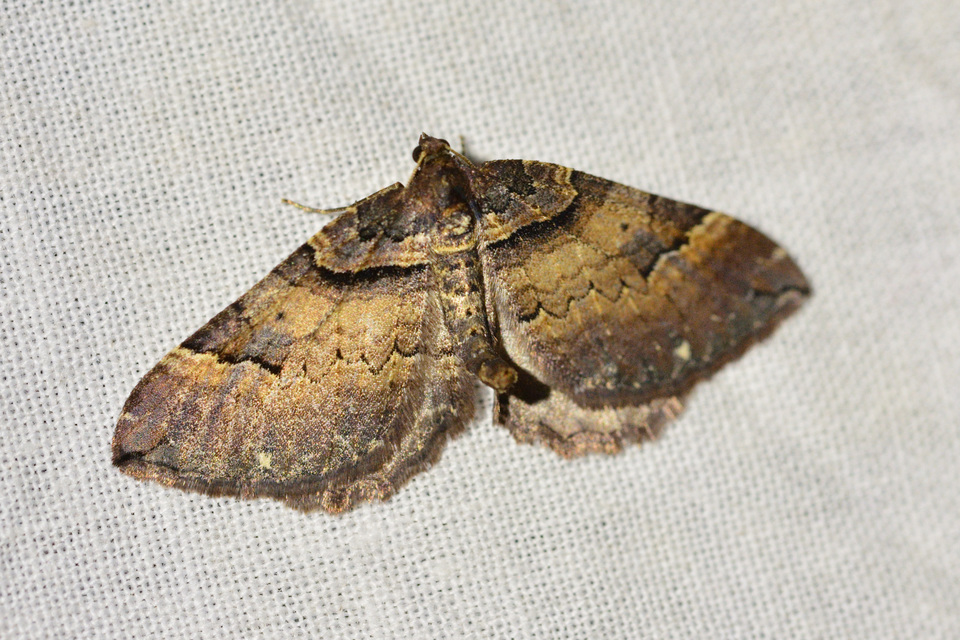Earophila badiata - csipkerózsa-araszoló