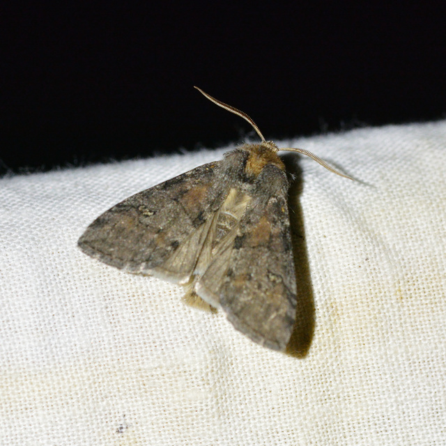 Asphalia ruficollis - vörösnyakú pihésszövő
