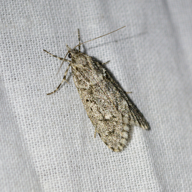 Diurnea fagella - szürke tavaszimoly