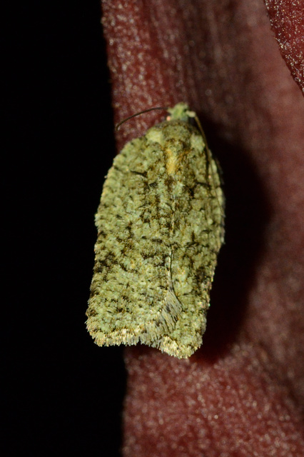 Acleris literana - zöldesfehér levélmoly