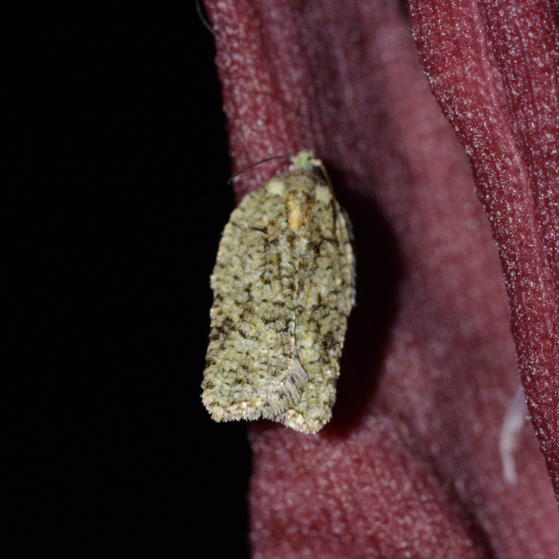 Acleris literana - zöldesfehér levélmoly