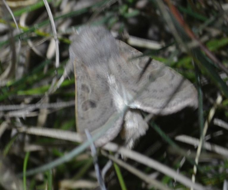 Orthosia gracilis - karcsú barkabagoly