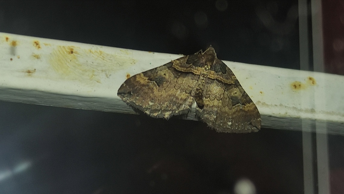 Earophila badiata - csipkerózsa-araszoló