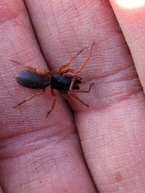 Dysdera