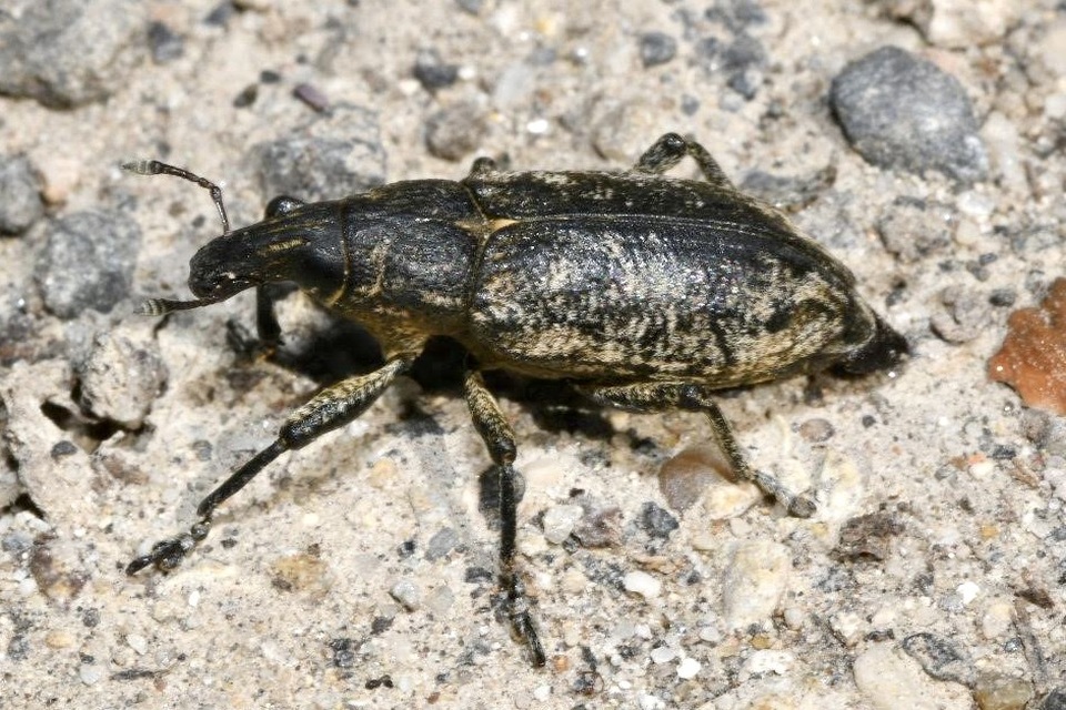 Cleonis pigra - közönséges bogáncsbarkó