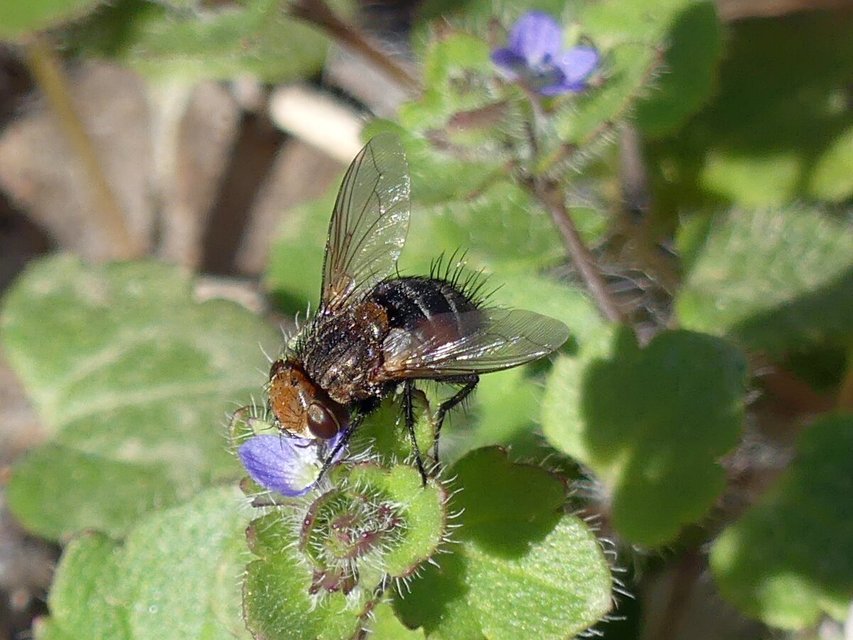 Gonia divisa