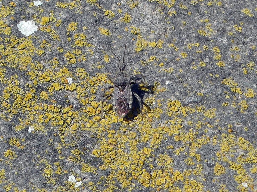Coranus