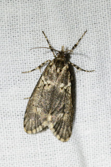 Diurnea fagella - szürke tavaszimoly