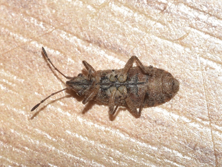 Orsillus depressus - tuja-fényesbodobács