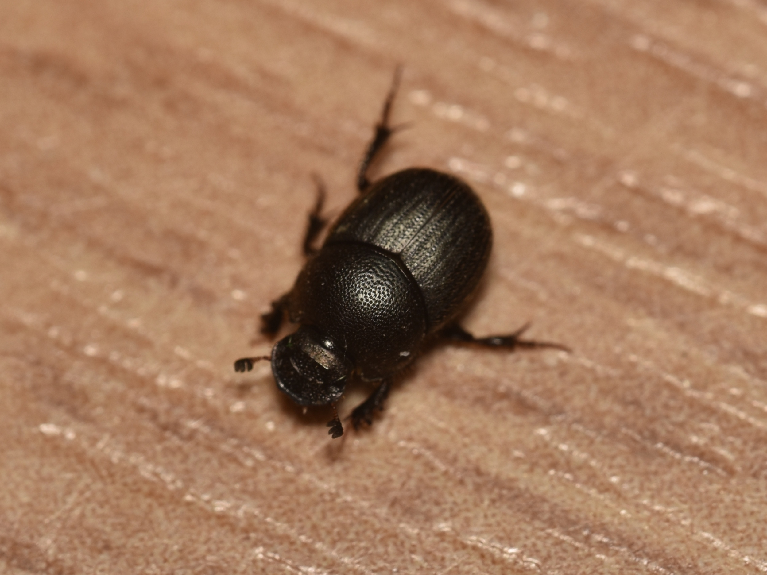 Onthophagus ruficapillus - füstös trágyatúró