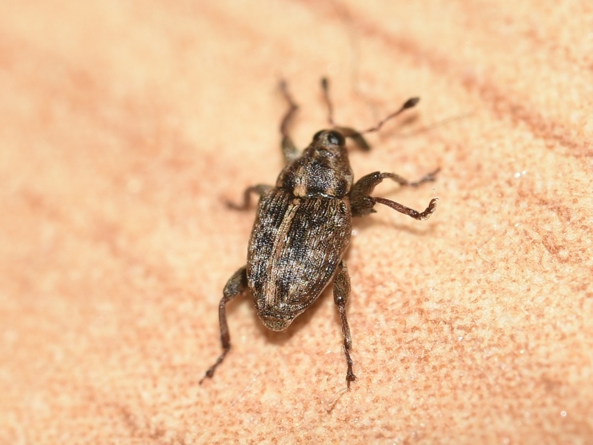 Coryssomerus capucinus - székfű-kancsalormányos
