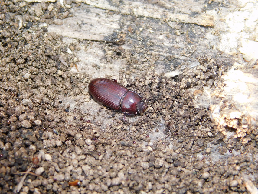 Uloma culinaris - nagy rágványbogár
