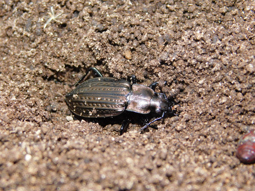 Carabus granulatus - mezei futrinka
