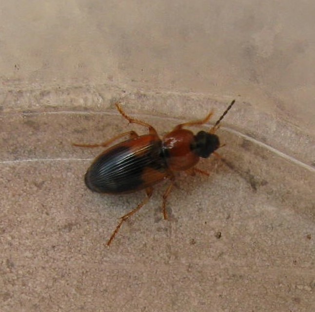 Stenolophus teutonus - nagyfoltos turzásfutó