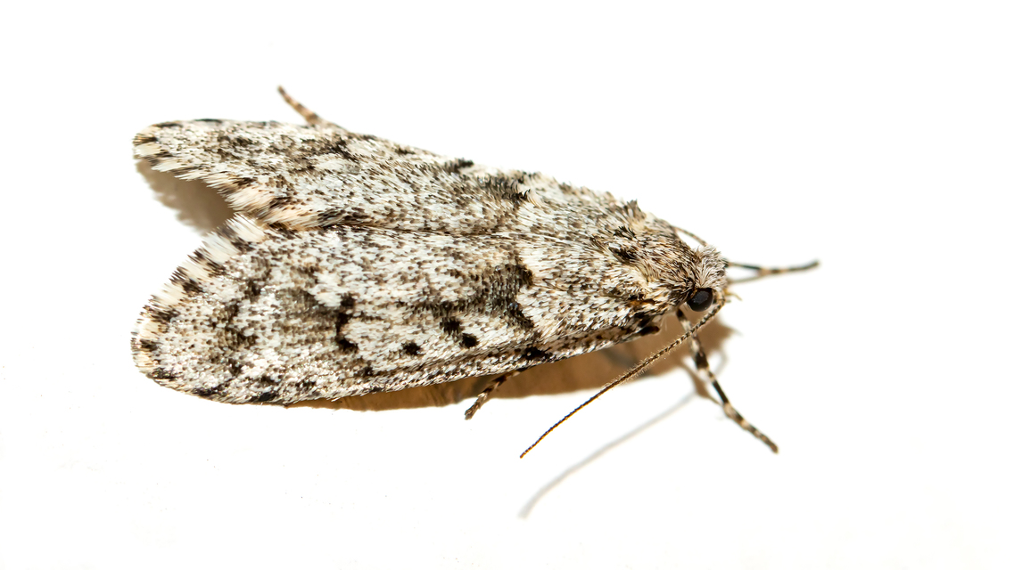 Diurnea fagella - szürke tavaszimoly