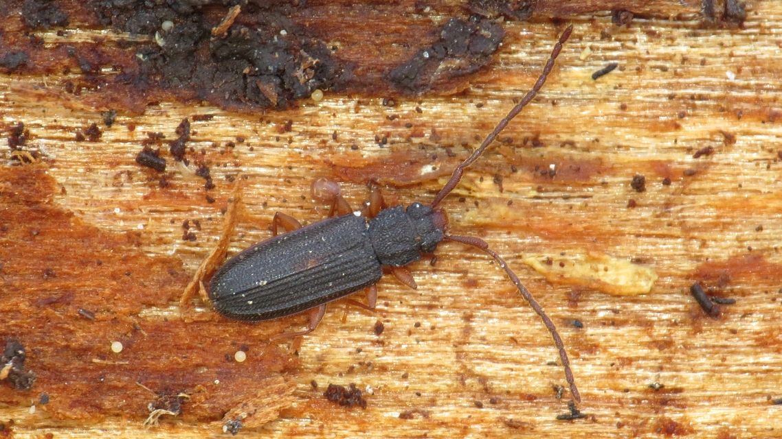 Uleiota planatus - hosszúcsápú fogasnyakú-lapbogár