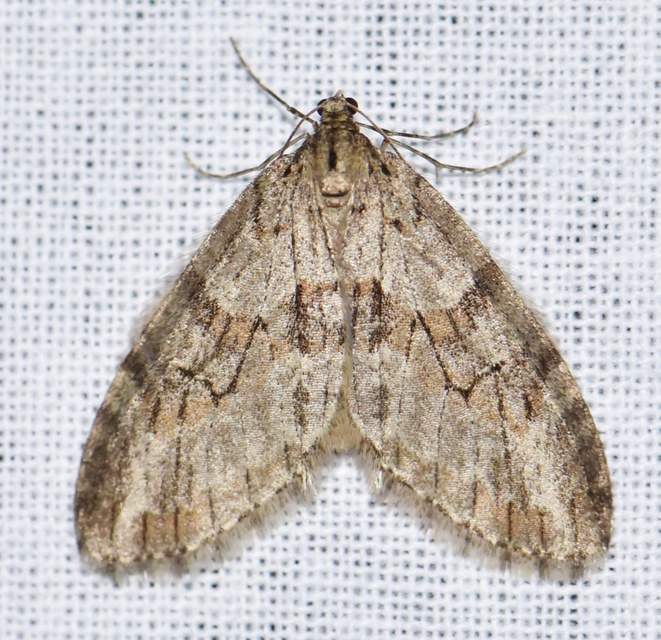Trichopteryx polycommata - kőrisfa-lebenyesaraszoló