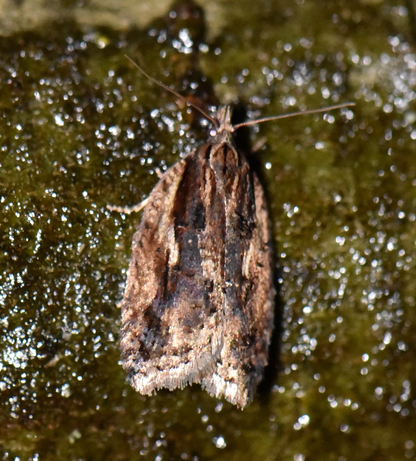 Acleris umbrana - sötétcsíkos levélmoly