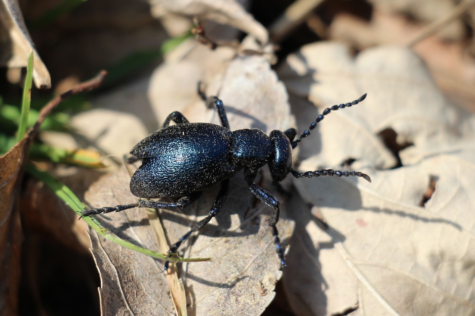 Meloe violaceus - kék nünüke