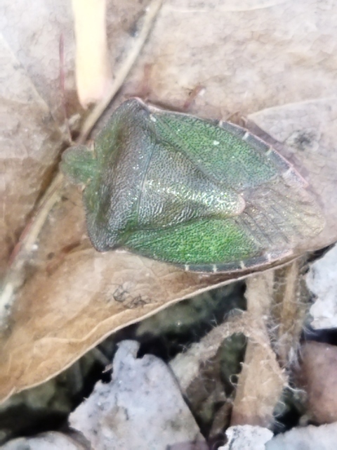 Palomena