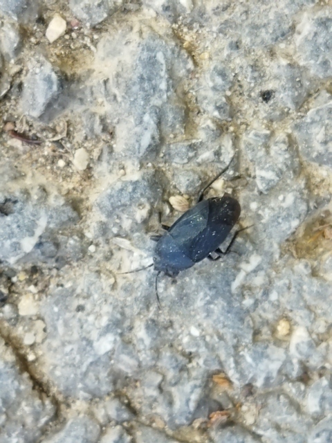 Aellopus atratus - cigánybodobács