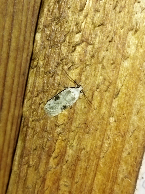 Agonopterix alstromeriana - bürök-laposmoly
