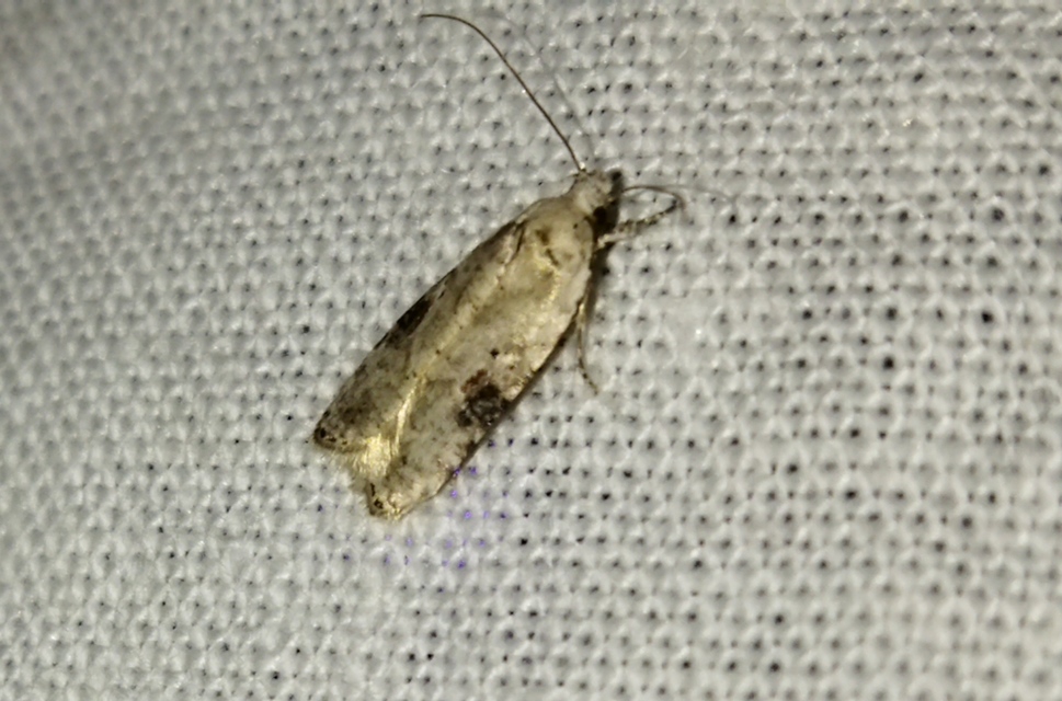 Agonopterix alstromeriana - bürök-laposmoly