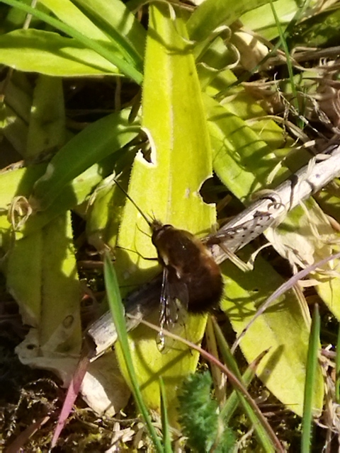 Bombylius discolor - feketefarú pöszörlégy