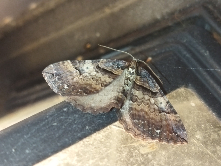 Earophila badiata - csipkerózsa-araszoló