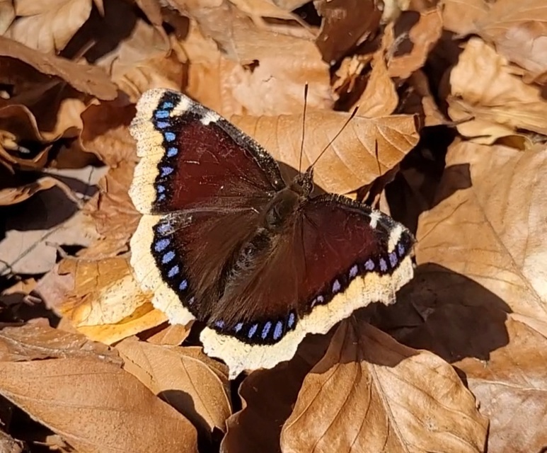 Nymphalis antiopa - gyászlepke