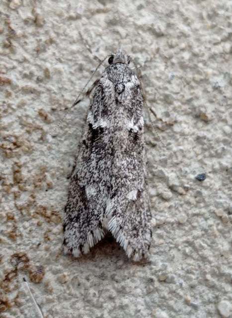 Diurnea fagella - szürke tavaszimoly