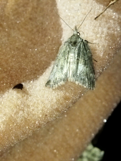 Nycteola asiatica - nyárfa-trapézbagoly