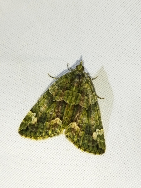 Chloroclysta siterata - salátazöld araszoló