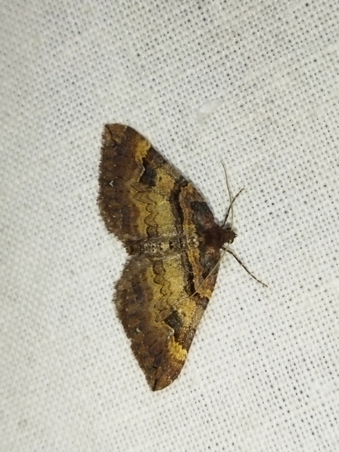 Earophila badiata - csipkerózsa-araszoló