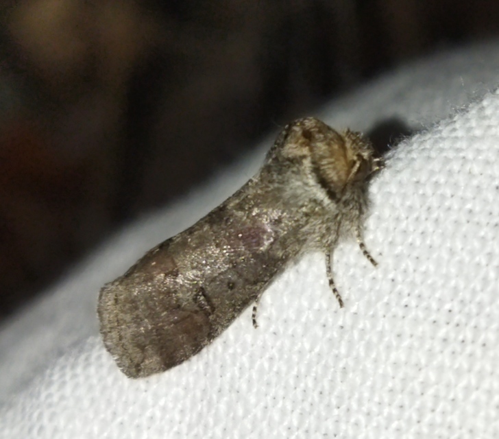 Asphalia ruficollis - vörösnyakú pihésszövő