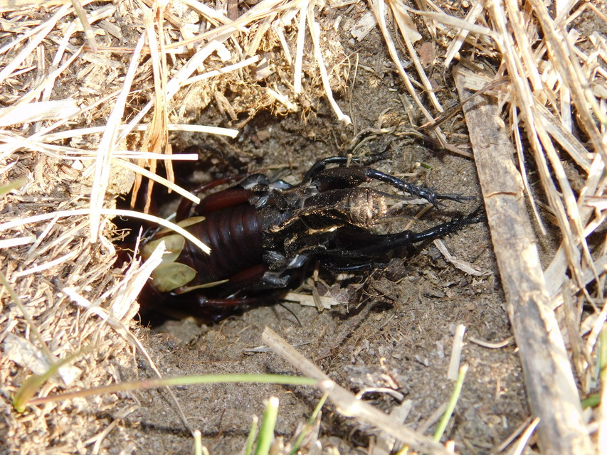 Gryllus campestris - mezei tücsök