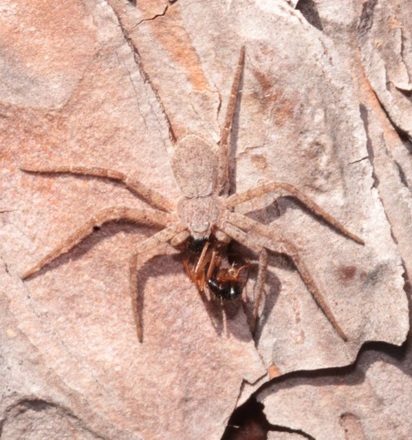 Philodromus fuscomarginatus - erdeifenyő-fürgekarolópók